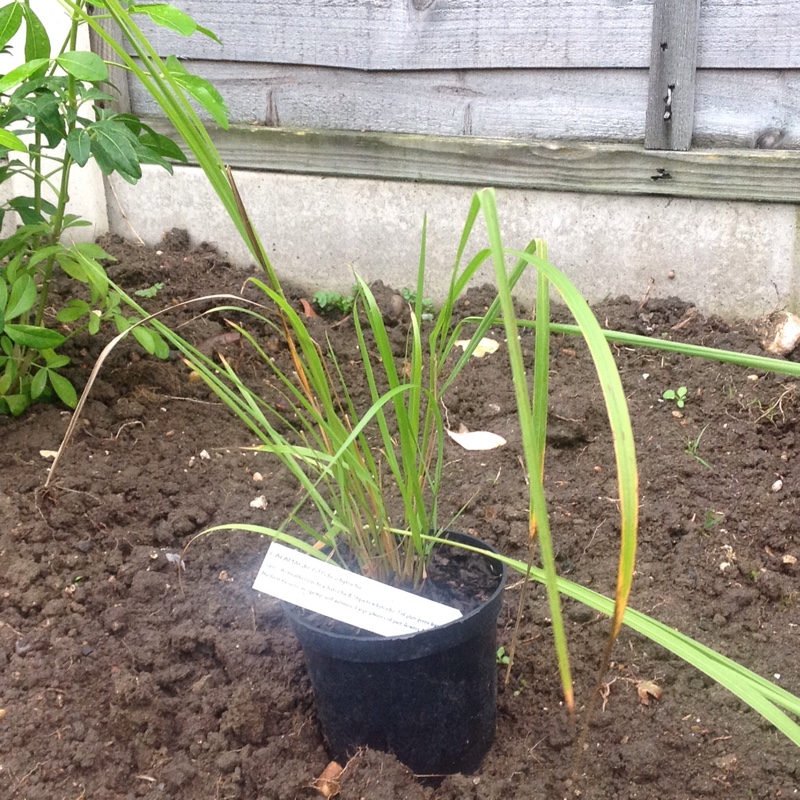 Stipa Calamagrostis in the GardenTags plant encyclopedia Feather Reed Grass in the GardenTags plant encyclopedia