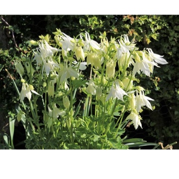 Aquilegia vulgaris Munstead Wood in the GardenTags plant encyclopedia Columbine Munstead Wood in the GardenTags plant encyclopedia
