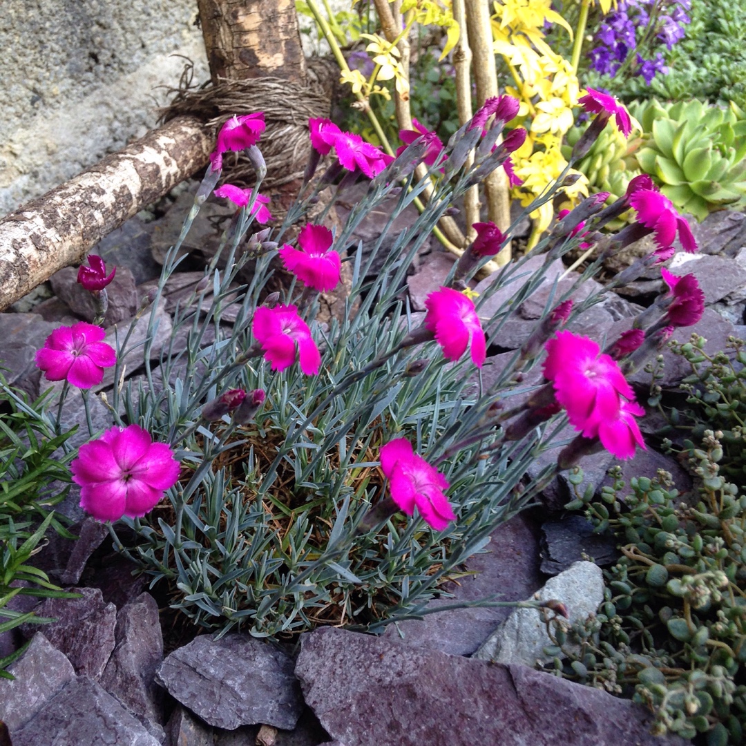 Dianthus Whatfield Magenta in the GardenTags plant encyclopedia Pink Whatfield Magenta in the GardenTags plant encyclopedia