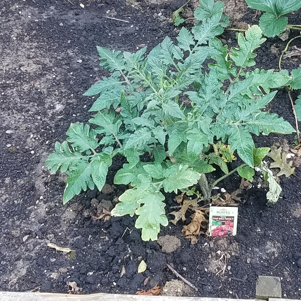 Solanum Lycopersicum Salsa in the GardenTags plant encyclopedia Tomato Salsa in the GardenTags plant encyclopedia