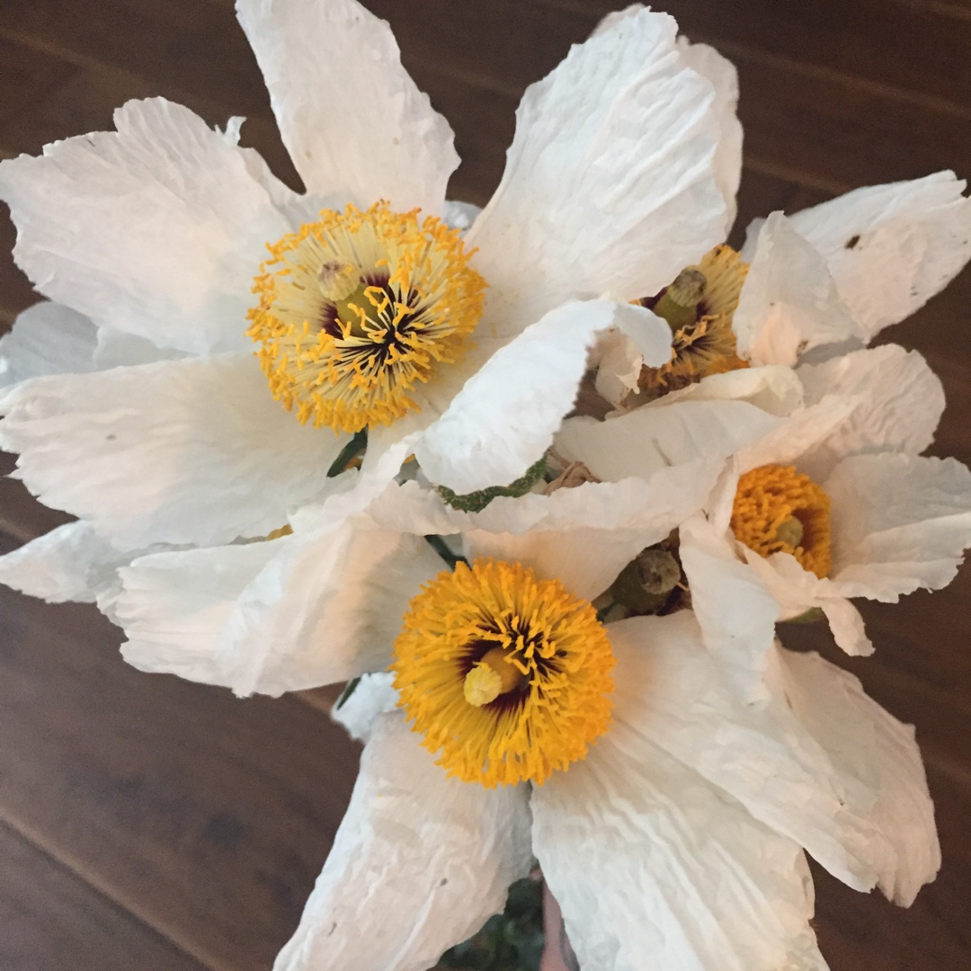 Romneya Coulteri Matilija in the GardenTags plant encyclopedia Poppy Matilija in the GardenTags plant encyclopedia