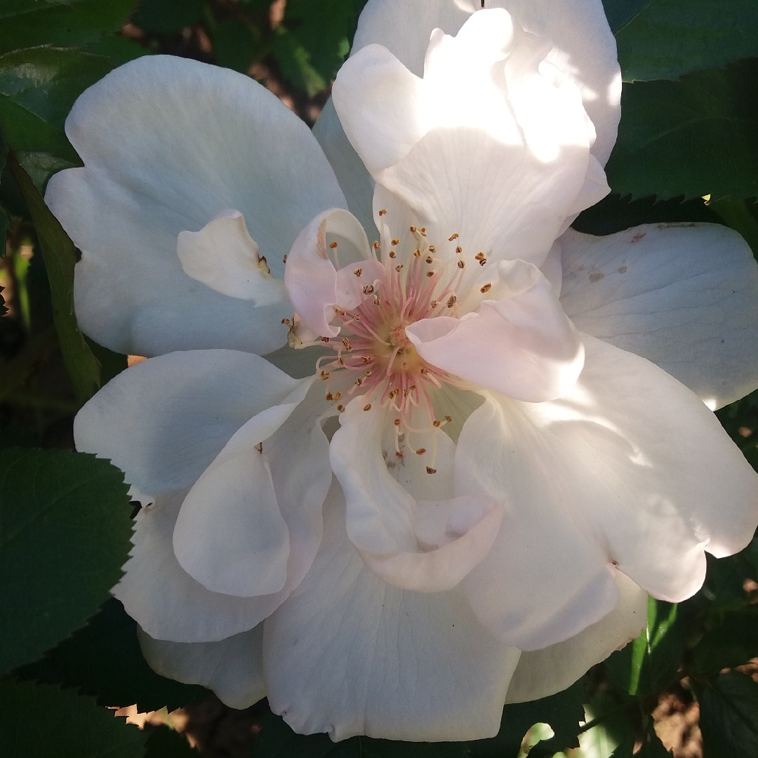 Rosa Harwanna syn. Rosa Jacqueline du Pré in the GardenTags plant encyclopedia Rose Jacqueline du Pré (Shrub) in the GardenTags plant encyclopedia