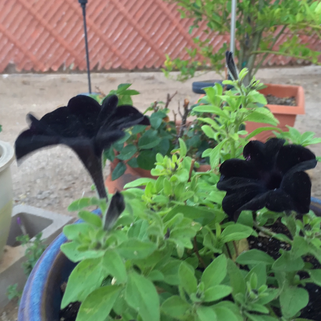 Petunia Black Cat in the GardenTags plant encyclopedia Petunia Black Cat in the GardenTags plant encyclopedia