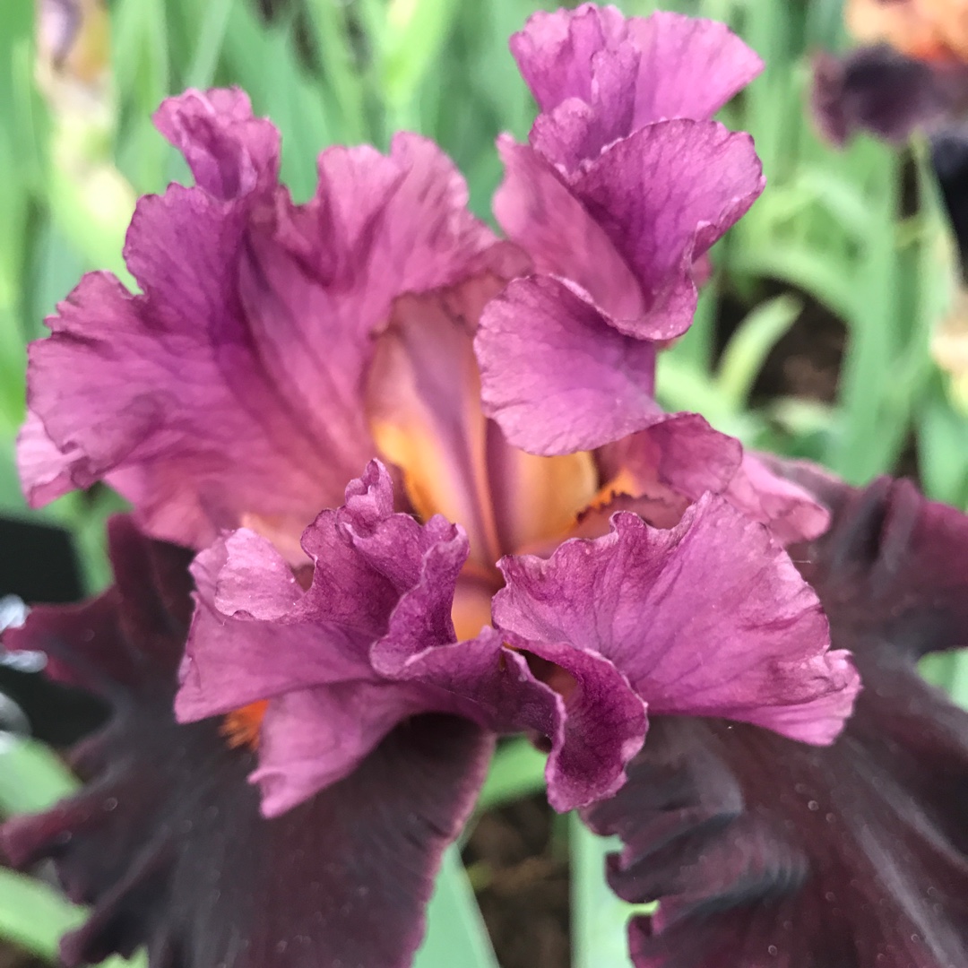 Iris x germanica Saturn in the GardenTags plant encyclopedia Bearded Iris Saturn (Tall) in the GardenTags plant encyclopedia