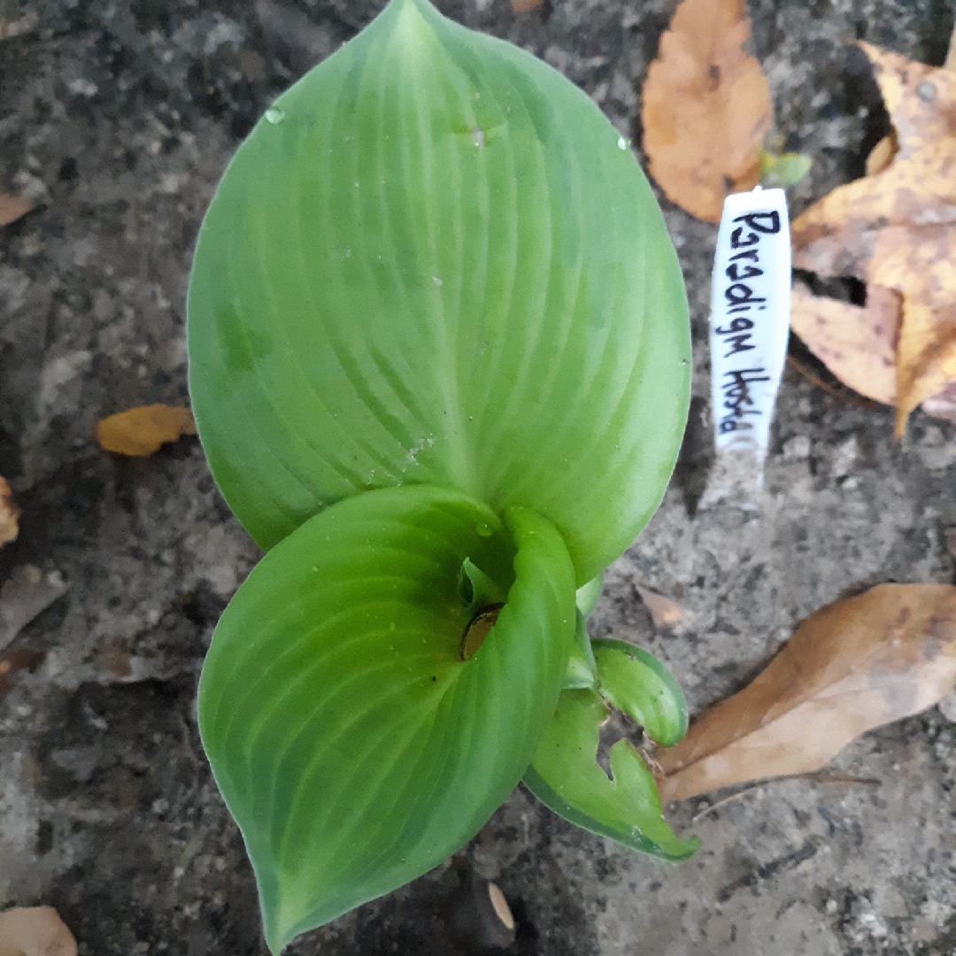 Hosta Paradigm in the GardenTags plant encyclopedia Plantain Lily Paradigm in the GardenTags plant encyclopedia