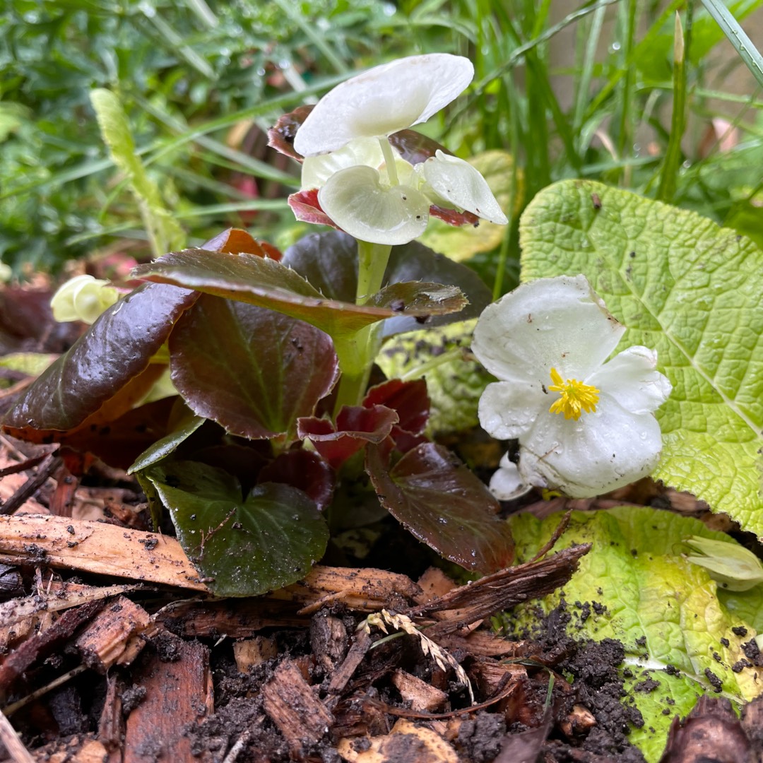 Begonia (Semperflorens Cultorum Group) Devil Series syn. Begonia semperflorens Devil Series in the GardenTags plant encyclopedia Wax Begonia Devil Series in the GardenTags plant encyclopedia