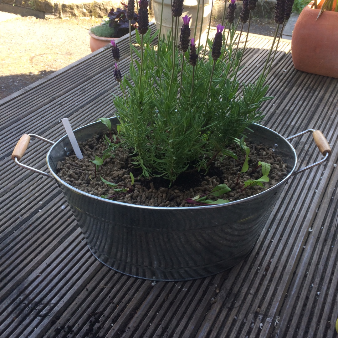 Lavandula pedunculata subsp. sampaiana Purple Emperor syn. Lavandula stoechas Purple Emperor in the GardenTags plant encyclopedia Lavender Purple Emperor in the GardenTags plant encyclopedia