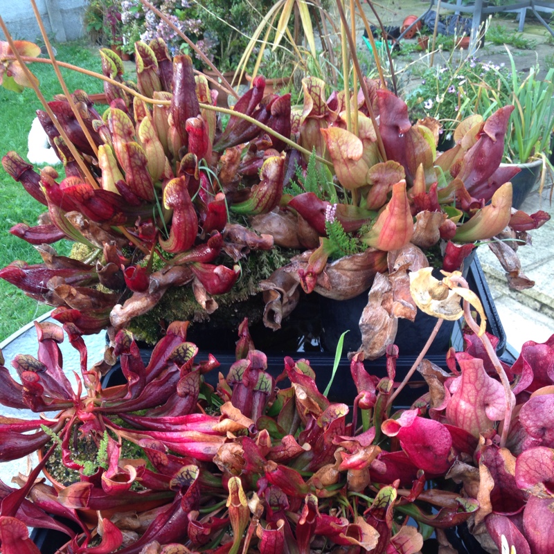 Sarracenia Purpurea in the GardenTags plant encyclopedia Purple Pitcher Plant in the GardenTags plant encyclopedia