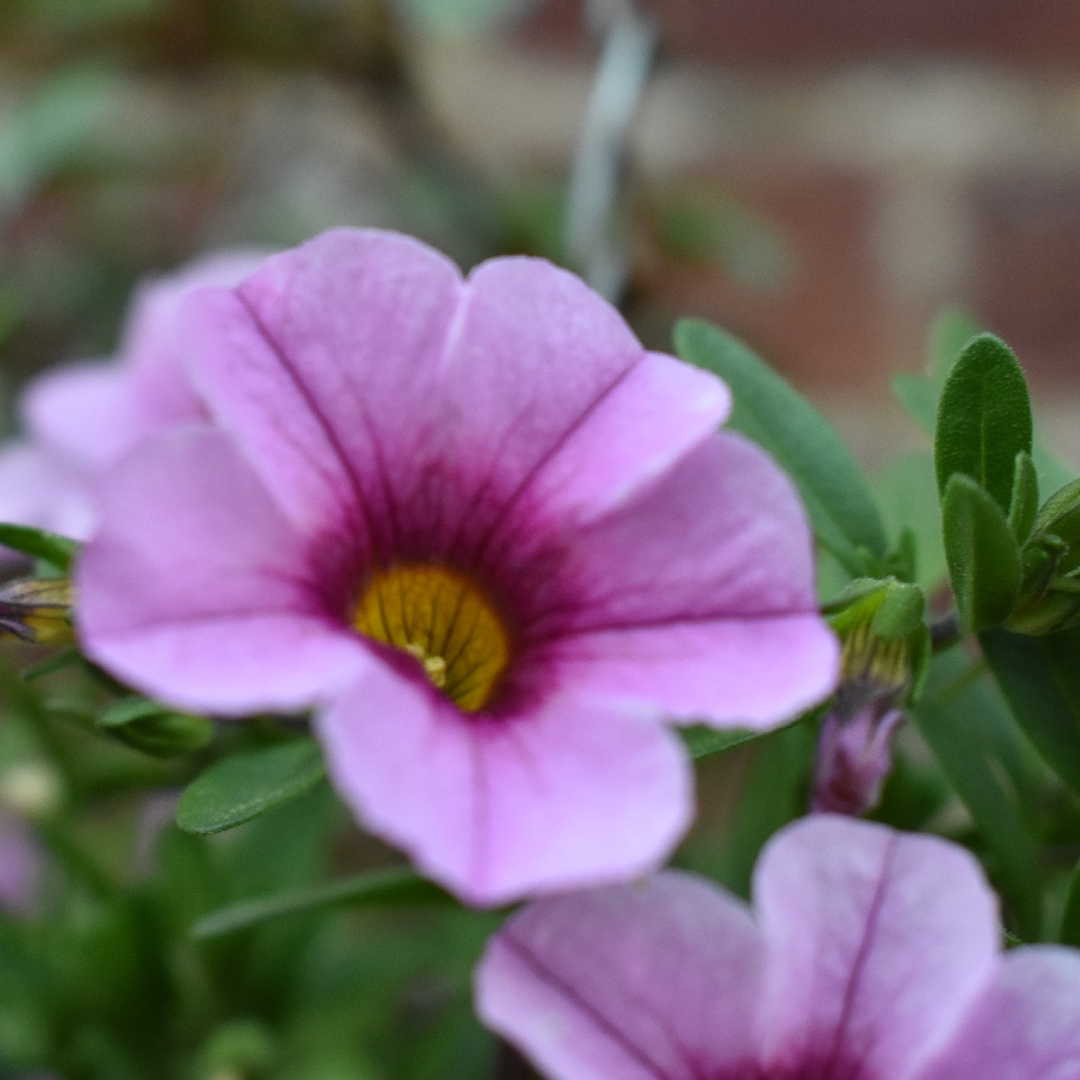 Calibrachoa Can Can Cherry Blossom in the GardenTags plant encyclopedia Million Bells Can Can Cherry Blossom in the GardenTags plant encyclopedia