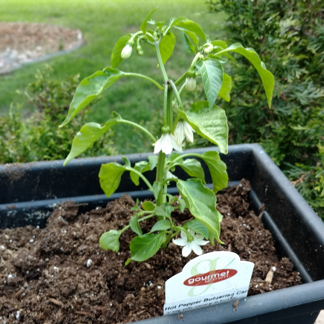 Capsicum Annuum Bulgarian Carrot in the GardenTags plant encyclopedia Hot pepper Bulgarian Carrot in the GardenTags plant encyclopedia