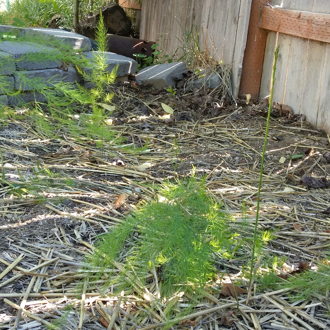 Asparagus officinalis Jersey Supreme in the GardenTags plant encyclopedia Asparagus Jersey Supreme in the GardenTags plant encyclopedia