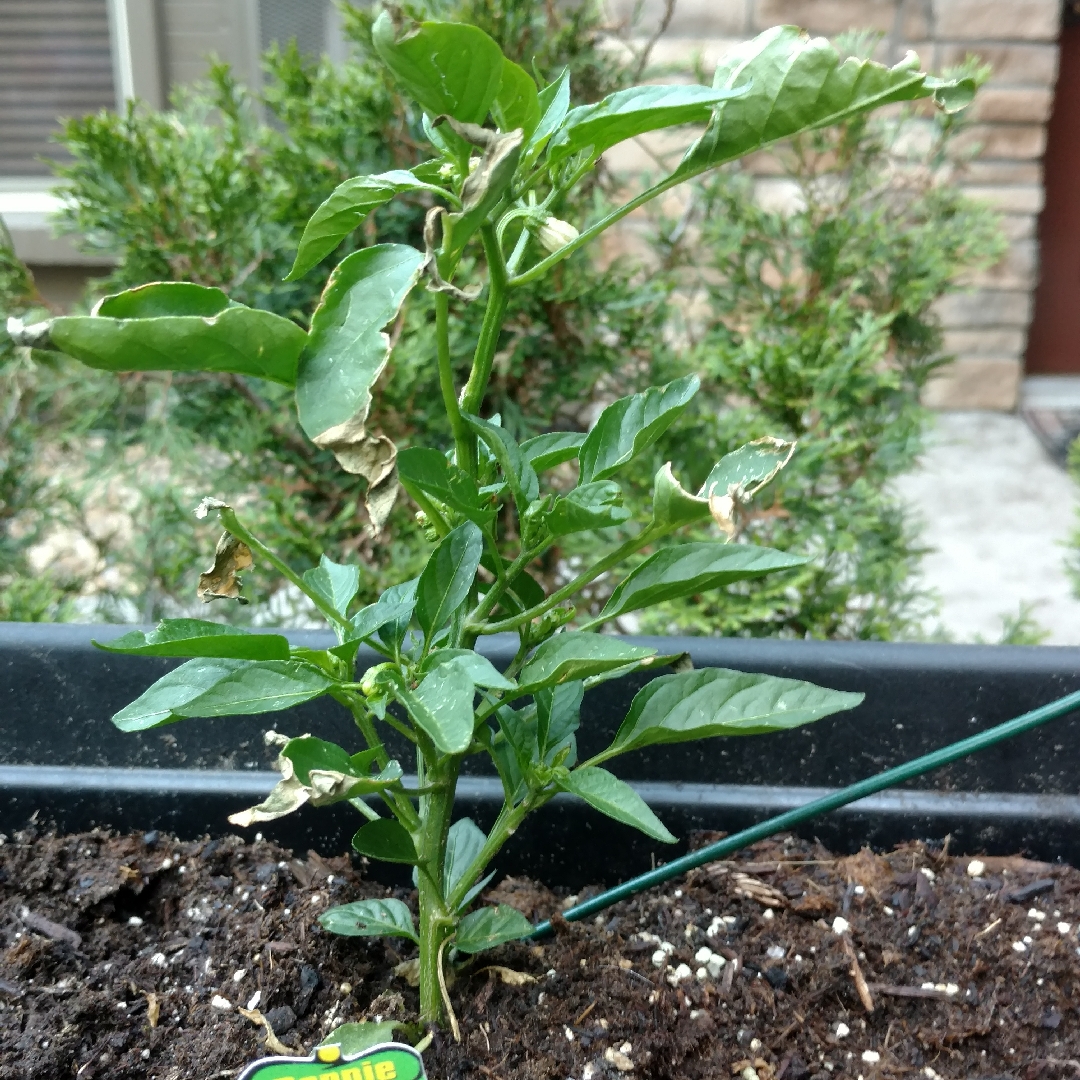 Capsicum annuum var. annuum Shishito in the GardenTags plant encyclopedia Shishito Pepper in the GardenTags plant encyclopedia