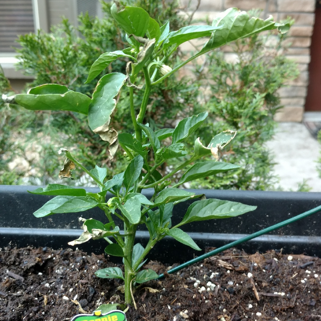 Capsicum var. annuum 'Shishito', Shishito GardenTags plant encyclopedia