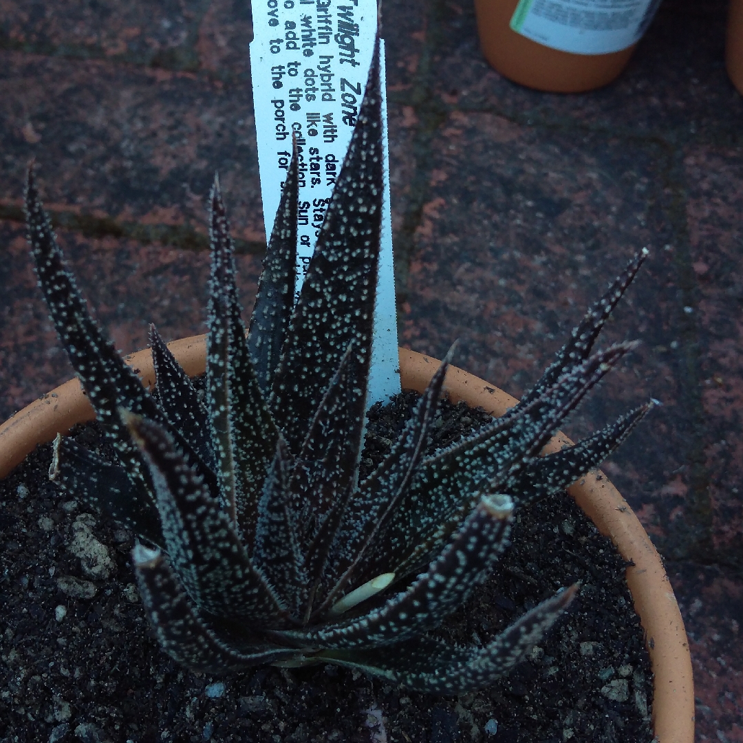 Aloe Twilight Zone in the GardenTags plant encyclopedia Aloe Twilight Zone in the GardenTags plant encyclopedia