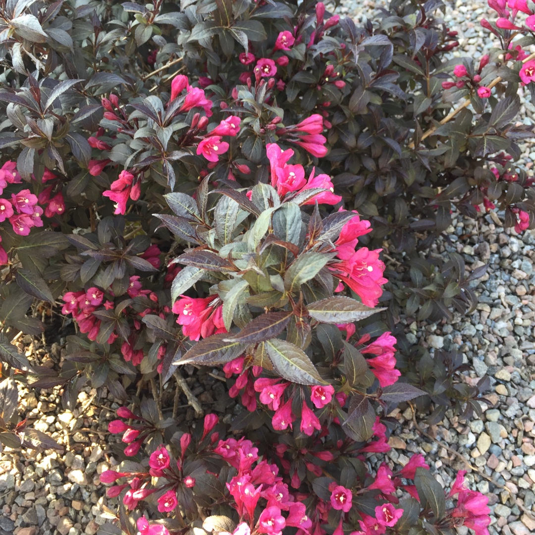 Weigela Minor Black in the GardenTags plant encyclopedia