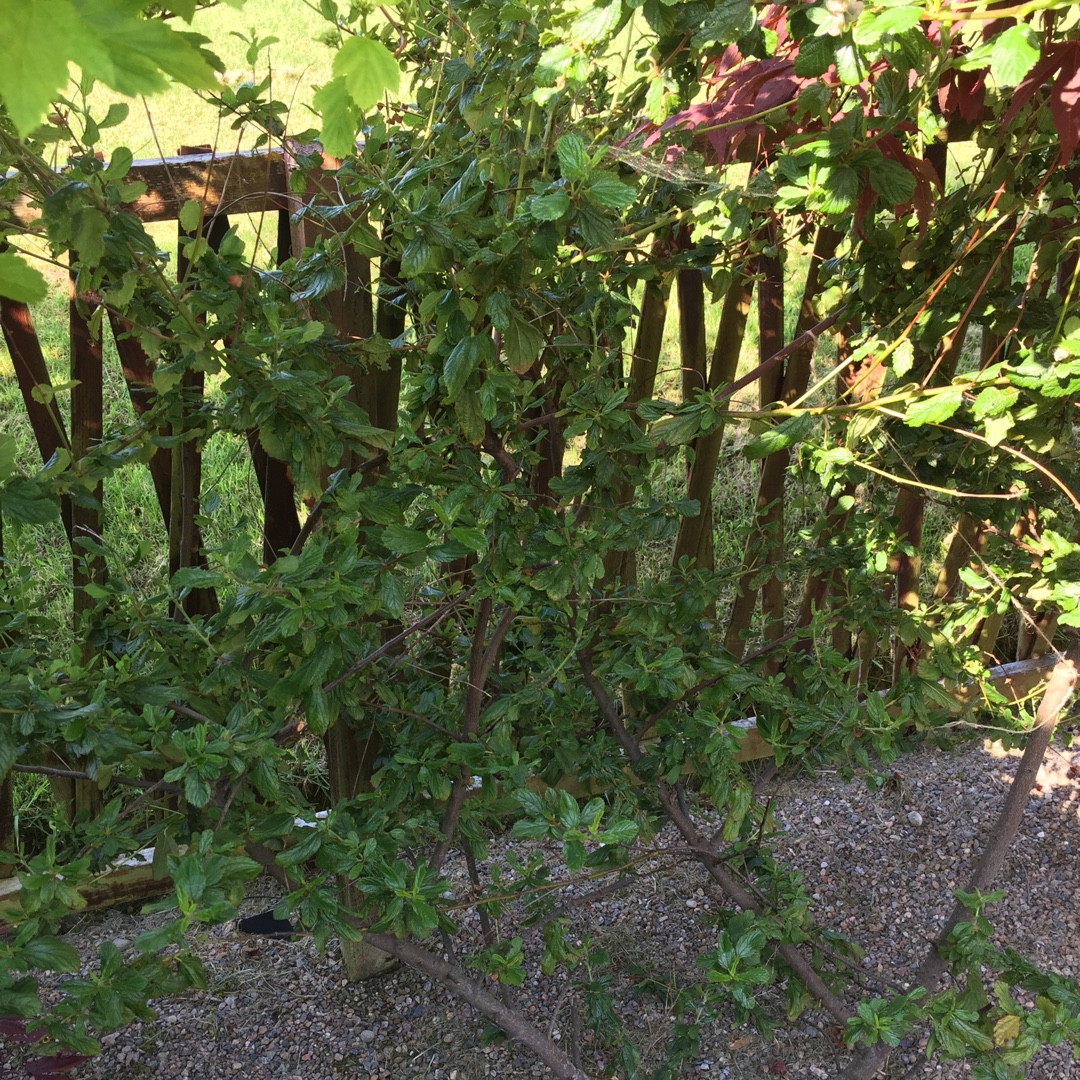 Ceanothus Burkwoodii in the GardenTags plant encyclopedia Californian Lilac Burkwoodii in the GardenTags plant encyclopedia