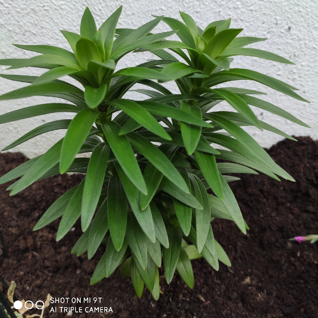 Lilium Kamene syn. Lilium Bumblebee in the GardenTags plant encyclopedia Lily Kamene (Asiatic) in the GardenTags plant encyclopedia