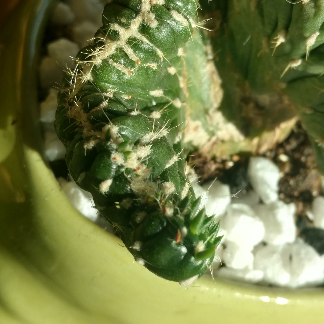 Opuntia cylindrica minor cristata in the GardenTags plant encyclopedia Emerald Idol in the GardenTags plant encyclopedia