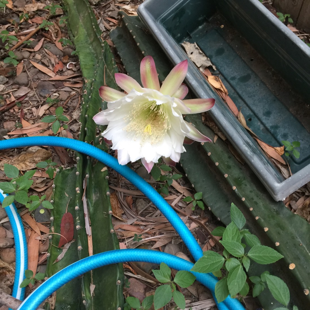 Stenocereus thurberi in the GardenTags plant encyclopedia Organ Pipe Cactus in the GardenTags plant encyclopedia
