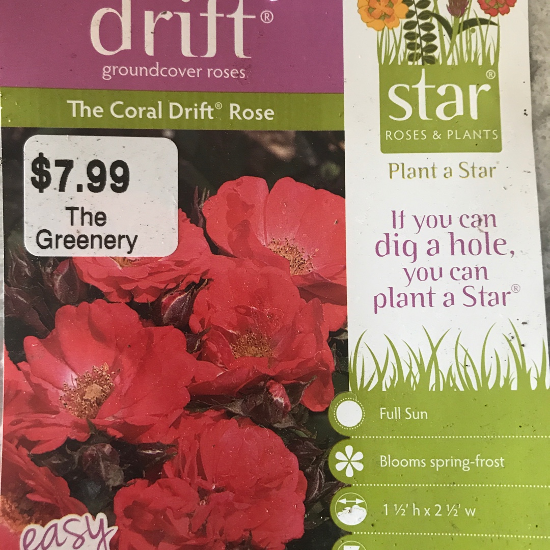 Rosa Meidrifora syn. Rosa Coral Drift, Rosa Coral Compact Meidiland in the GardenTags plant encyclopedia Rose Coral Drift (Ground Cover) in the GardenTags plant encyclopedia