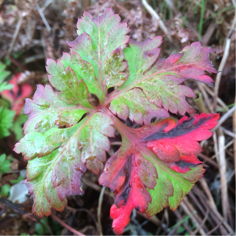 Geranium yeoi in the GardenTags plant encyclopedia Greater Herb-Robert in the GardenTags plant encyclopedia