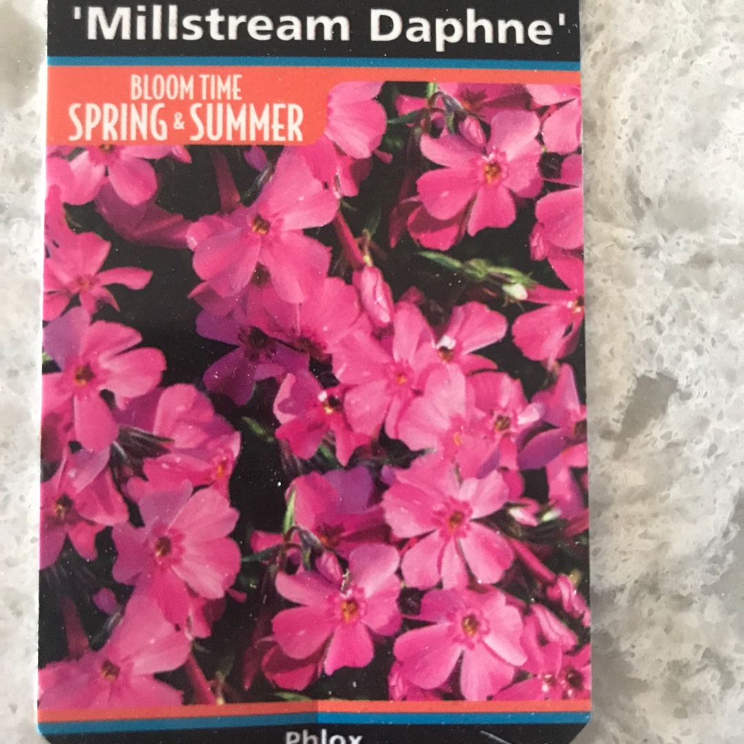 Phlox subulata Millstream Daphne in the GardenTags plant encyclopedia Moss Phlox Millstream Daphne in the GardenTags plant encyclopedia