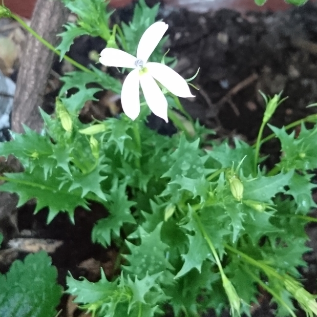 Isotoma Axillaris White Star in the GardenTags plant encyclopedia Star Flower White Star in the GardenTags plant encyclopedia