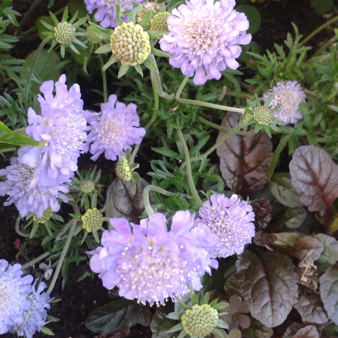 Scabiosa columbaria Kingfisher Blue in the GardenTags plant encyclopedia Pin Cushion Flower Kingfisher Blue in the GardenTags plant encyclopedia
