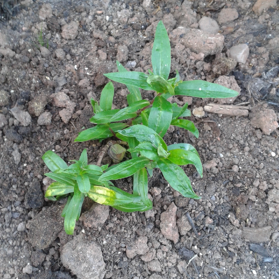 Penstemon Royal Occasion in the GardenTags plant encyclopedia Beardtongue Royal Occasion in the GardenTags plant encyclopedia