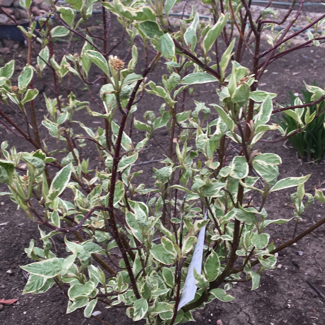 Cornus Alba Strawberry Dacquiri syn. Cornus alba Stdazam in the GardenTags plant encyclopedia Dogwood Strawberry Dacquiri in the GardenTags plant encyclopedia
