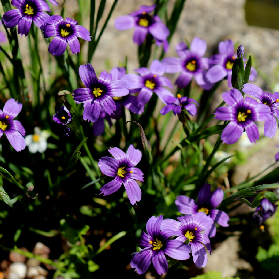 Sisyrinchium E.K. Balls in the GardenTags plant encyclopedia Sisyrinchium E.K. Balls in the GardenTags plant encyclopedia