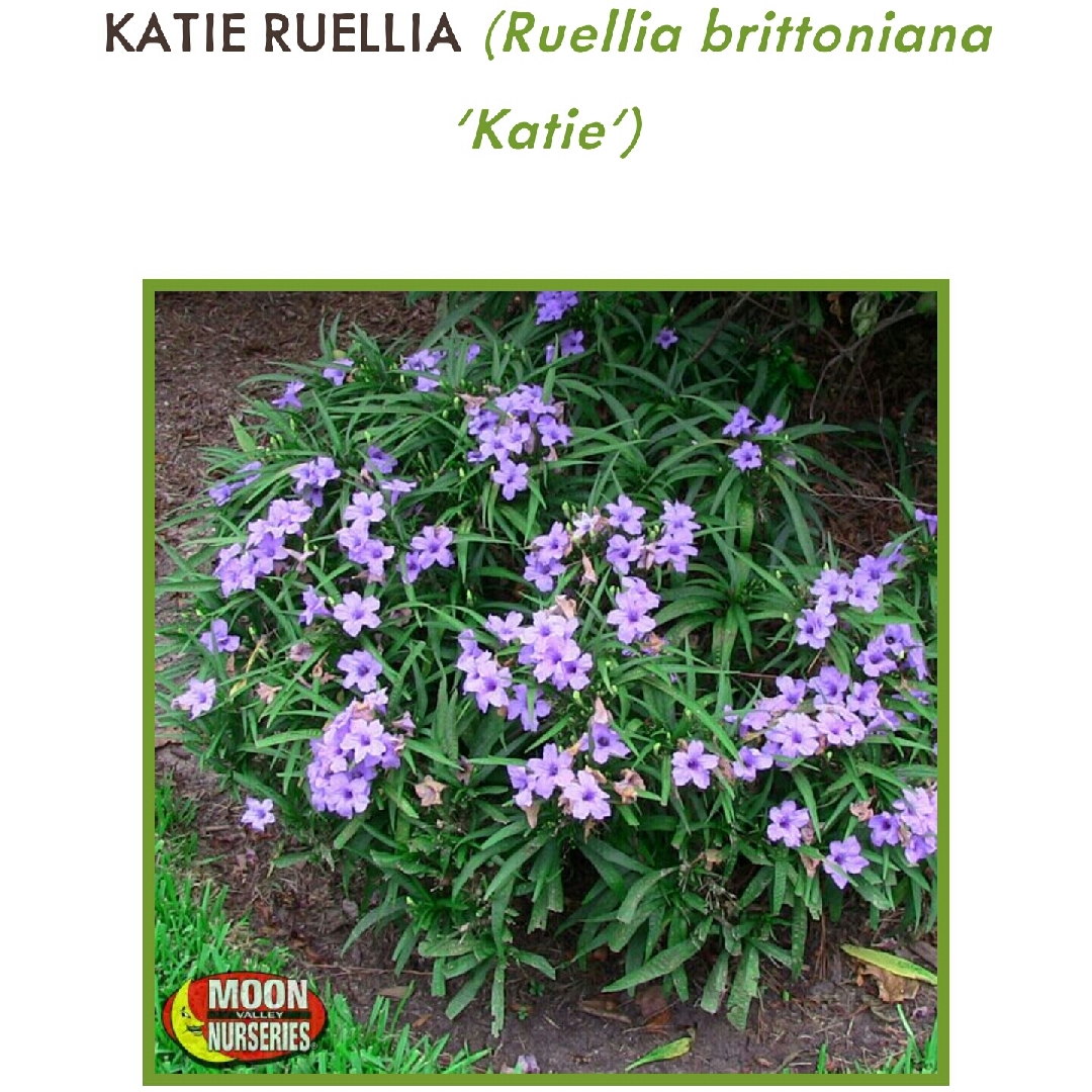 Ruellia brittoniana Katie in the GardenTags plant encyclopedia Katie Ruellia Purple in the GardenTags plant encyclopedia