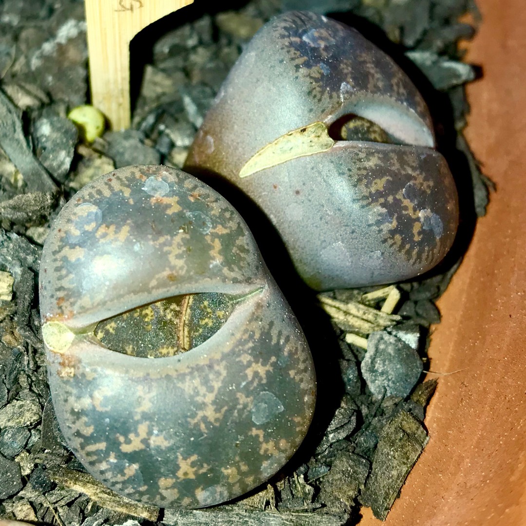 Lithops Lesliei Pietersburg C32 in the GardenTags plant encyclopedia Living Stones Leslei Pietersburg in the GardenTags plant encyclopedia
