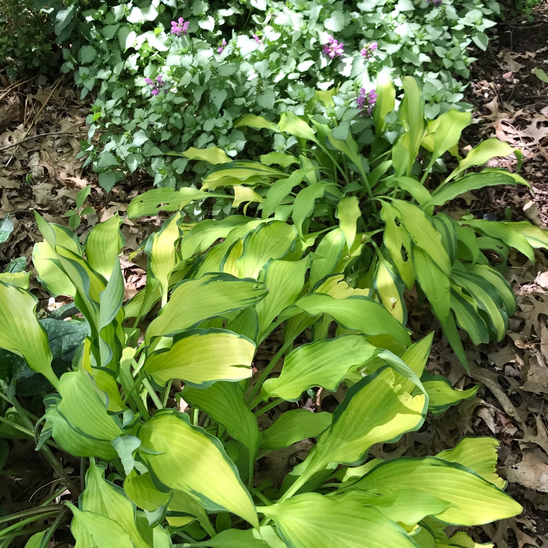 Hosta Pineapple Upside Down Cake in the GardenTags plant encyclopedia Plantain Lily Pineapple Upside Down Cake in the GardenTags plant encyclopedia