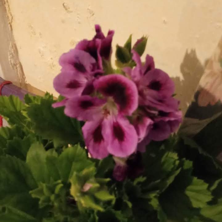 Pelargonium Clarion Violet (Clarion Series) in the GardenTags plant encyclopedia Pelargonium Clarion Violet (Regal) in the GardenTags plant encyclopedia