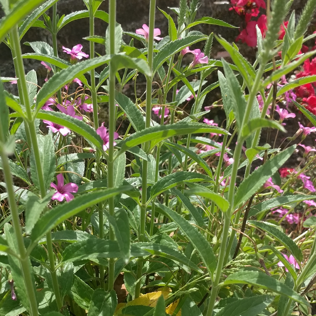 Veronica Pink Harmony in the GardenTags plant encyclopedia Speedwell Pink Harmony in the GardenTags plant encyclopedia