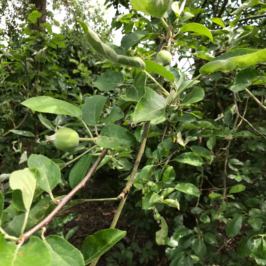 Malus domestica Tydemans Early Worcester in the GardenTags plant encyclopedia Apple Tydemans Early Worcester in the GardenTags plant encyclopedia