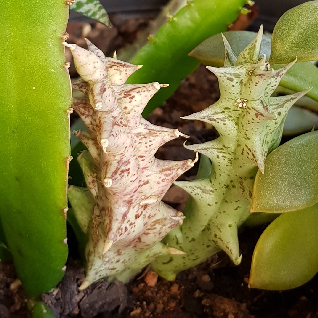 Caralluma sprengeri syn. Orbea sprengeri in the GardenTags plant encyclopedia Star Fish Plant in the GardenTags plant encyclopedia