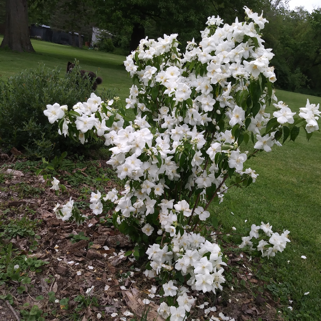 Philadelphus Polar Star in the GardenTags plant encyclopedia Mock Orange Polar Star in the GardenTags plant encyclopedia
