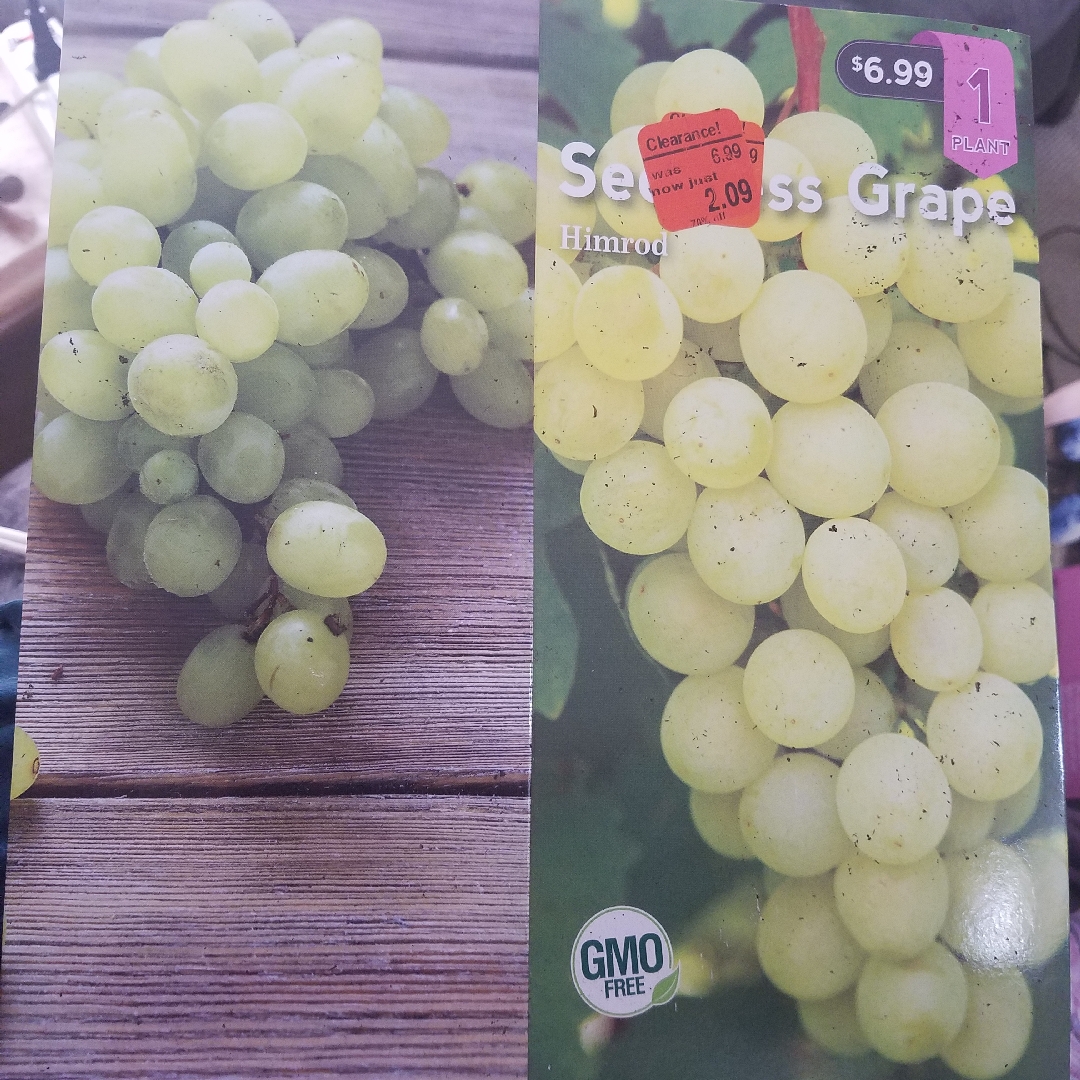 Green Seedless Grape Vine Himrod in the GardenTags plant encyclopedia