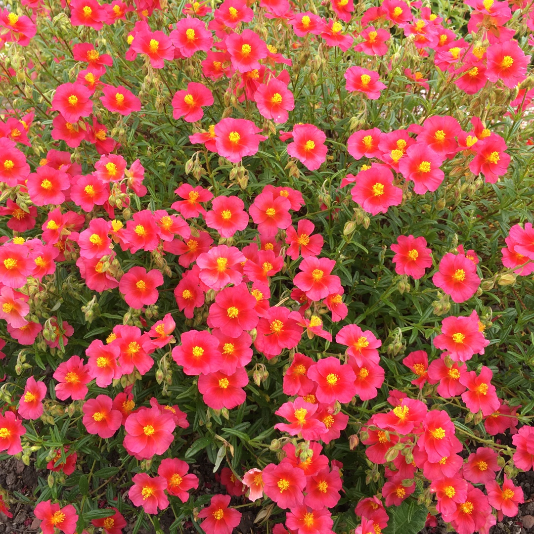 Helianthemum nummularium Ben Ledi in the GardenTags plant encyclopedia Rock rose Ben Ledi in the GardenTags plant encyclopedia
