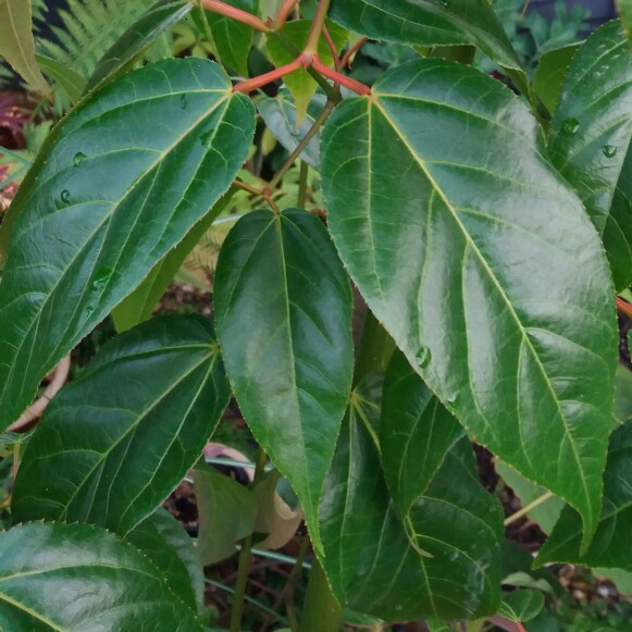 Acer sikkimense in the GardenTags plant encyclopedia Sikkim Maple in the GardenTags plant encyclopedia