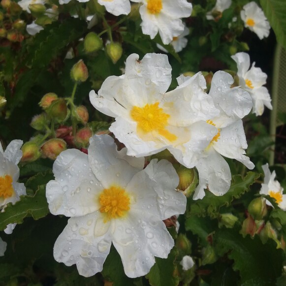 Cistus populifolius subsp. Major in the GardenTags plant encyclopedia Rock Rose in the GardenTags plant encyclopedia