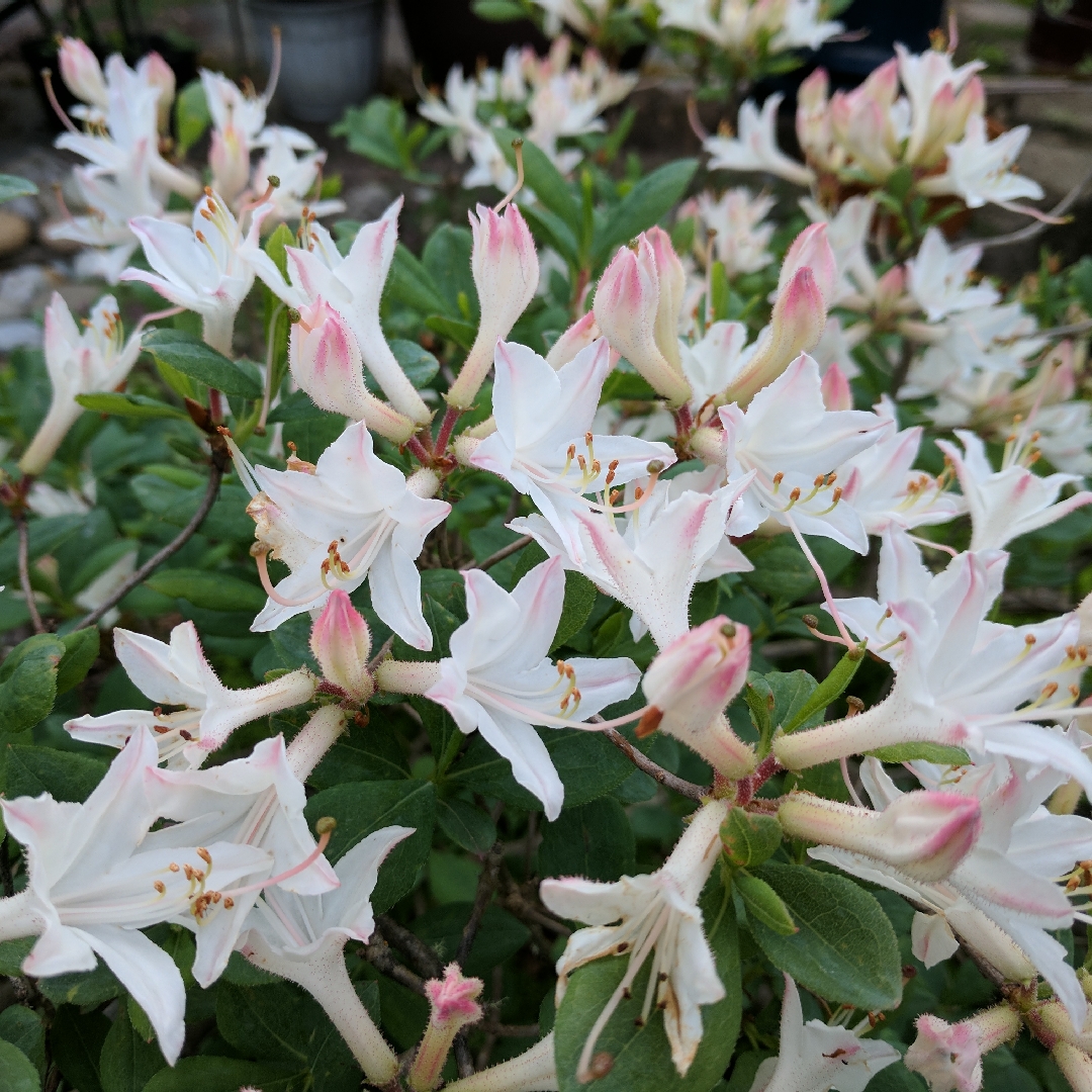 Rhododendron Fragrant Star in the GardenTags plant encyclopedia Azalea x Fragrant Star in the GardenTags plant encyclopedia