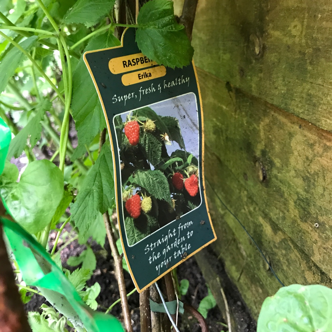 Rubus Idaeus Erika in the GardenTags plant encyclopedia Raspberry Erika in the GardenTags plant encyclopedia