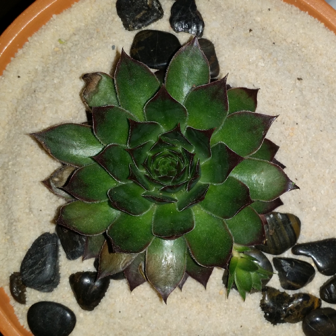 Sempervivum Chocolate Kiss in the GardenTags plant encyclopedia Sempervivum Chocolate Kiss in the GardenTags plant encyclopedia