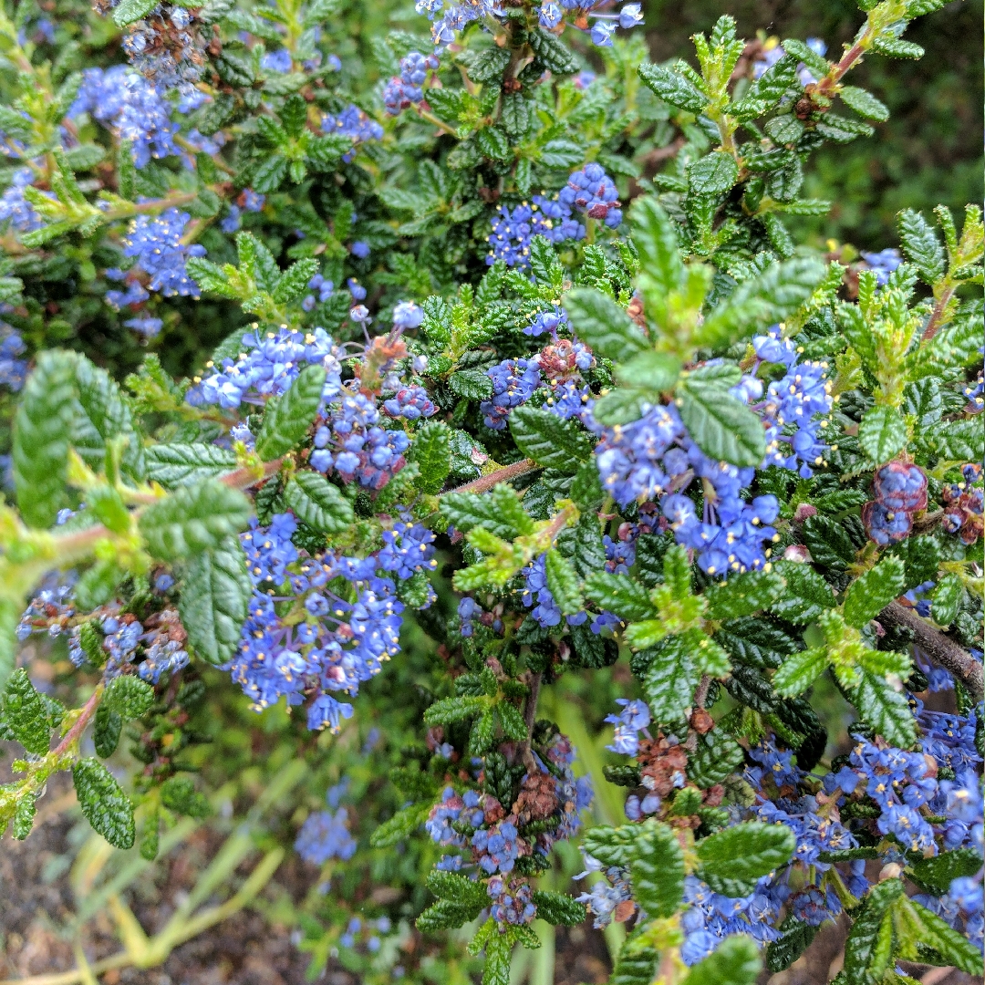 Ceanothus Julia Phelps in the GardenTags plant encyclopedia California Lilac Julia Phelps in the GardenTags plant encyclopedia