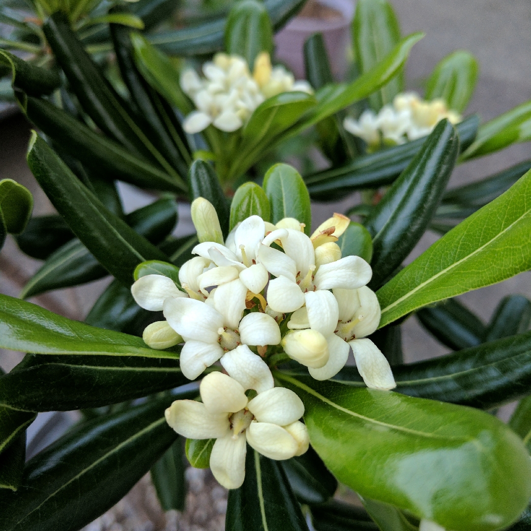 Pittosporum tobira Washington Park in the GardenTags plant encyclopedia Japanese Pittosporum Washington Park in the GardenTags plant encyclopedia