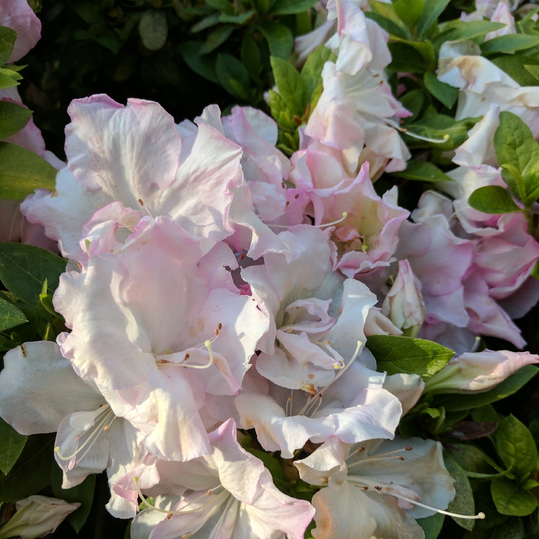 Rhododendron Ill Be Damned in the GardenTags plant encyclopedia Azalea Ill Be Damned in the GardenTags plant encyclopedia