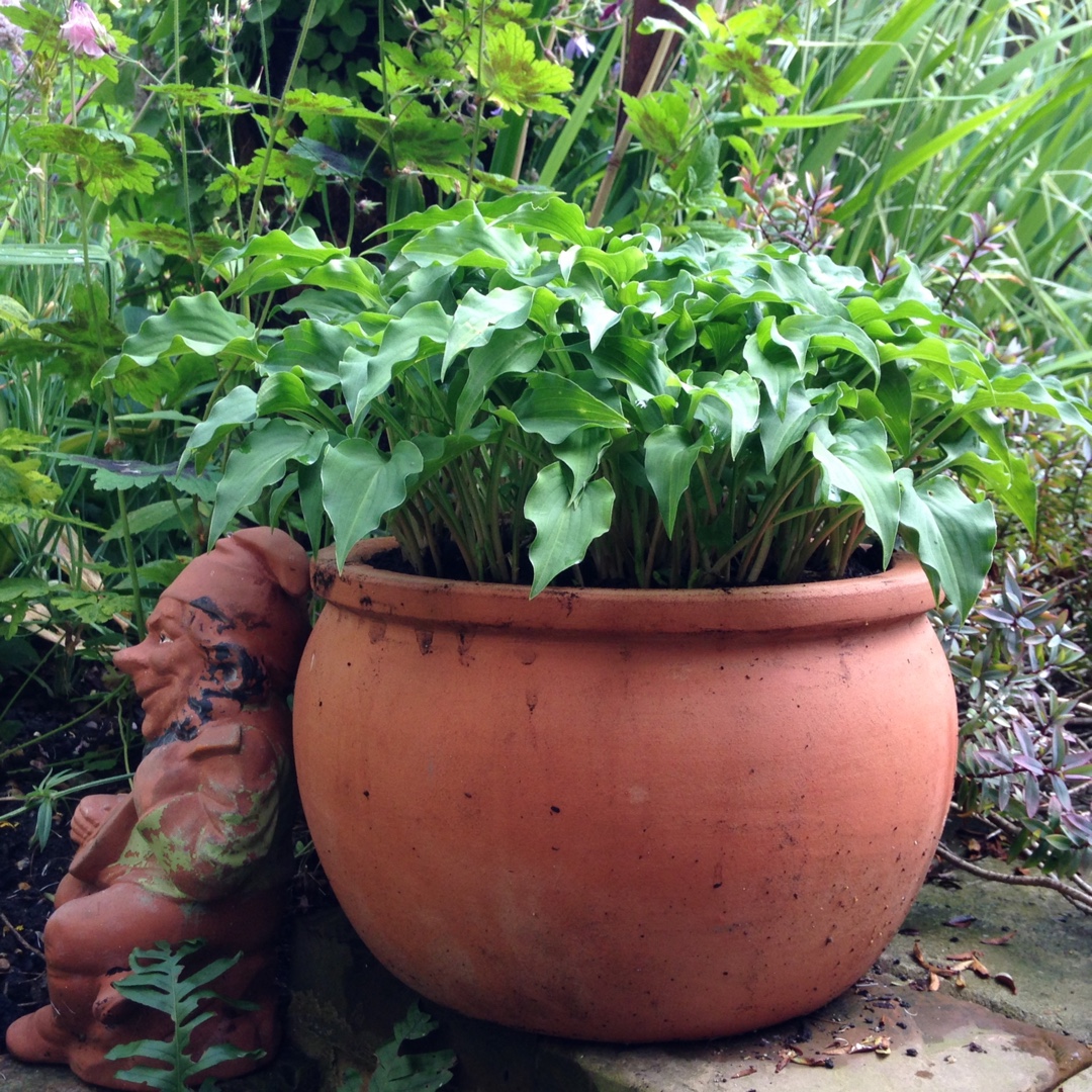Hosta Bridegroom in the GardenTags plant encyclopedia Plantain Lily Bridegroom in the GardenTags plant encyclopedia